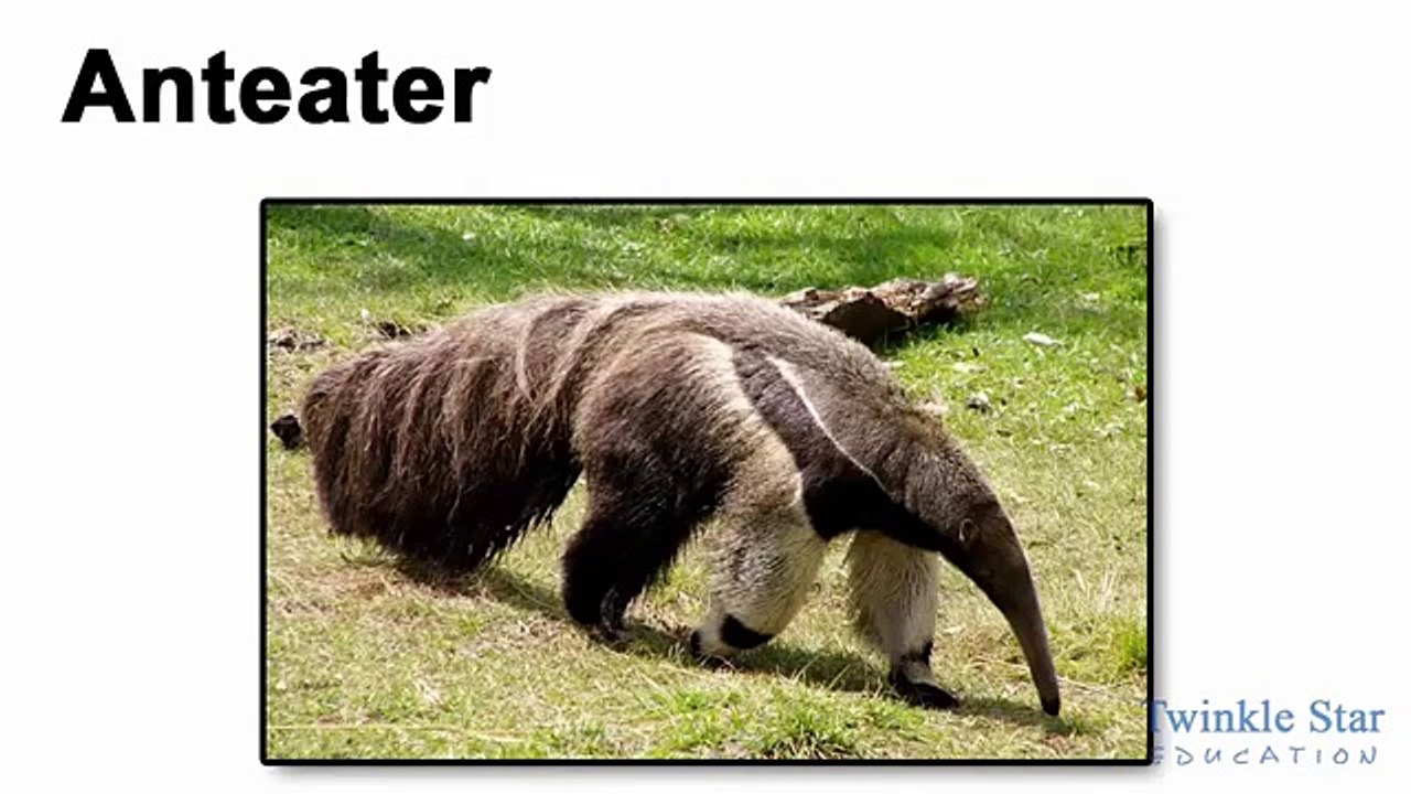 Alphabet Song - A is for Apple-Animal Alphbets-Numbers-Weekdays-Months-Twinkle Star Kids TV