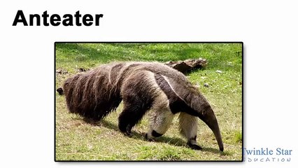 Alphabet Song - A is for Apple-Animal Alphbets-Numbers-Weekdays-Months-Twinkle Star Kids TV