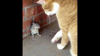 The cat has cornered the mouse but the mouse did not give up
