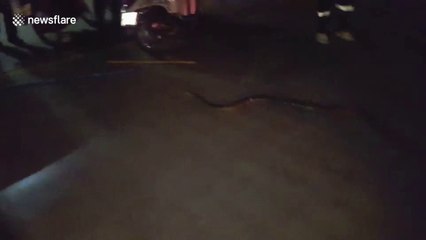 Man bites python on tail to free it from car engine