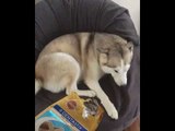Cheeky Husky Gets Caught Stealing Doggy Treats