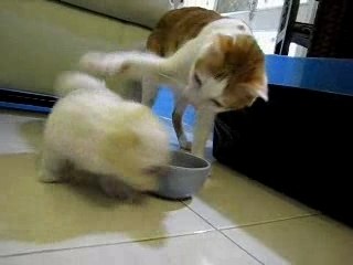 Puppy vs. Cat: Mealtime Mischief 🐶🐱