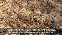 Des éleveurs portugais attendent désespèrement la pluie
