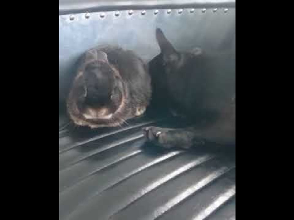 Adorable Pooch Just Wants Attention From His Rabbit Buddy