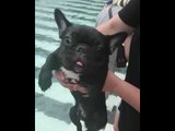 French Bulldog Enthusiastically Swims Despite Not Being in Water
