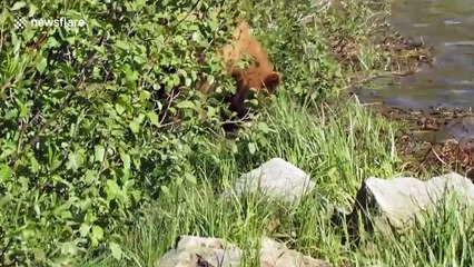California black bear approaches man and roams through car park