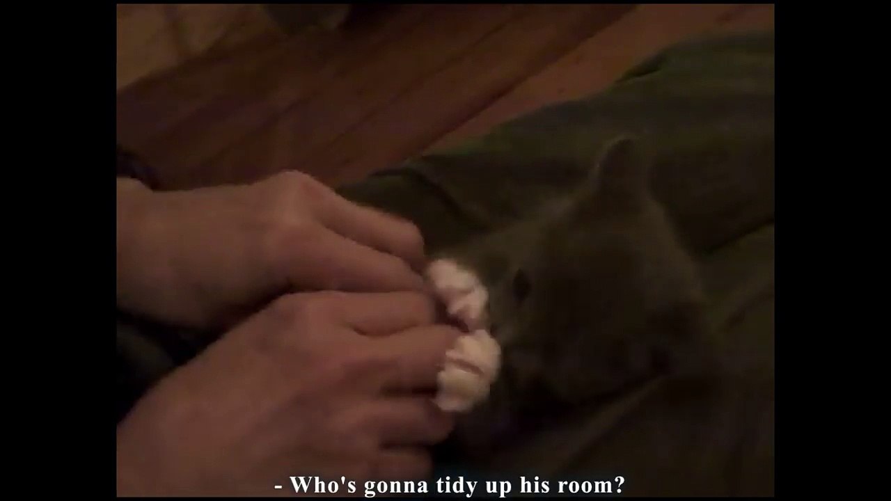 chaton mignon