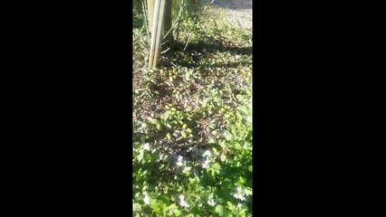 Furti di olive ad Andria