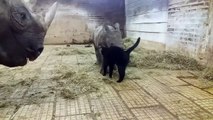 Jeux entre un chat et un bébé rhinocéros : le moment cute du jour !