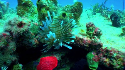 Gordon Ramsay Hunts For Lionfish To Cook | Season 1 Ep. 4 | THE F WORD