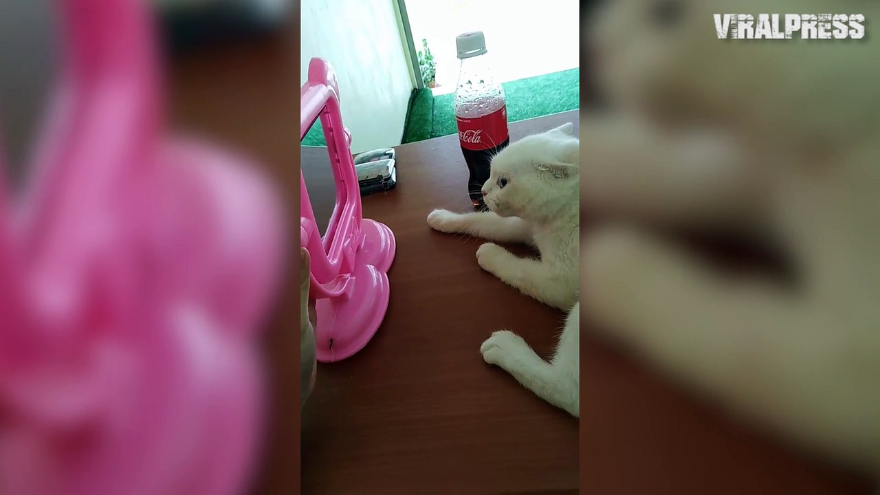 Cat's Afraid Of Her Reflection
