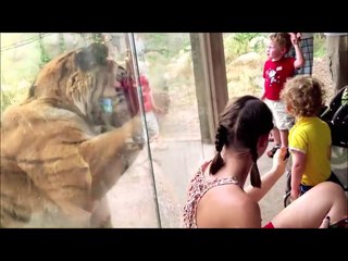 ブチ切れアニマル大集合www 動物園/水族館で襲われる？？？【ハプニング＠動物園/水族館】