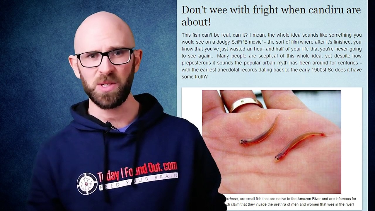 Is There Really a Fish That Swims Up Your Urine and Into Your Bladder in the Amazon?