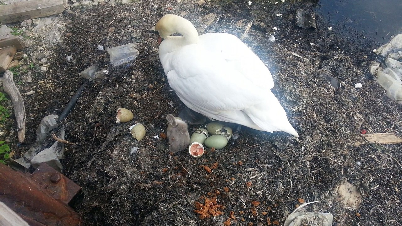 Swan chicks hatching