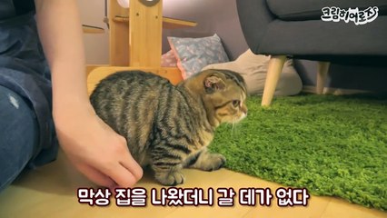 반항해도 귀여운 아기 고양이