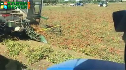 Domates Hasat Makinesi