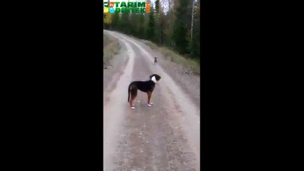 Av Köpeğine Artistlik Yapan Tavşan