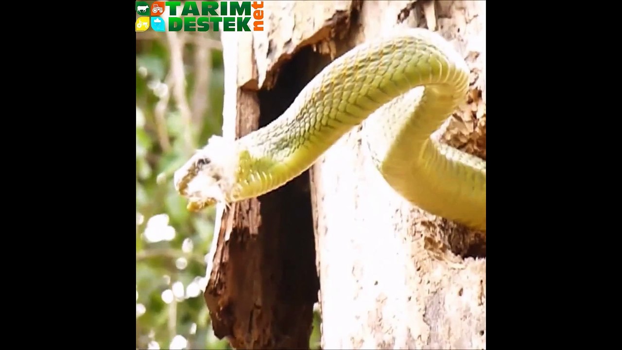Ağaçkakan Yavruları için Yılana Kafa Tutuyor