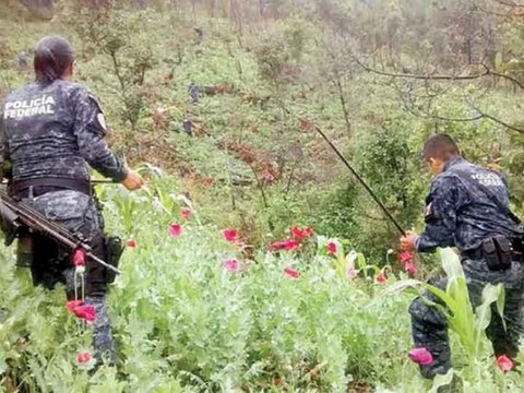 CJNG, CDS Y OTROS 15 CARTELES SE DISPUTAN EL CONTROL DEL CULTIVO DE AMAPOLA EN GUERRERO