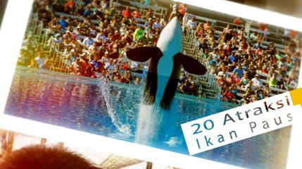 20 Atraksi Pertunjukan Ikan Paus Terbesar di Dunia