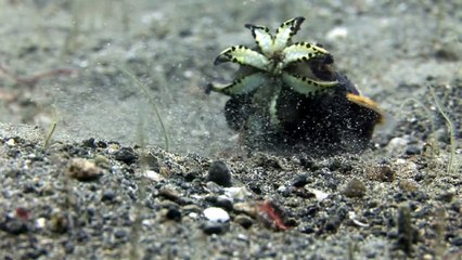 Cette pauvre crevette lutte pour ne pas se faire avaler par cette Seiche flamboyante... Cruel