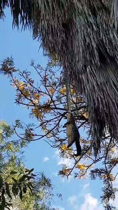 Ce python est n'arrive pas à remonter sa proie, un gros opossum... Quelle galère