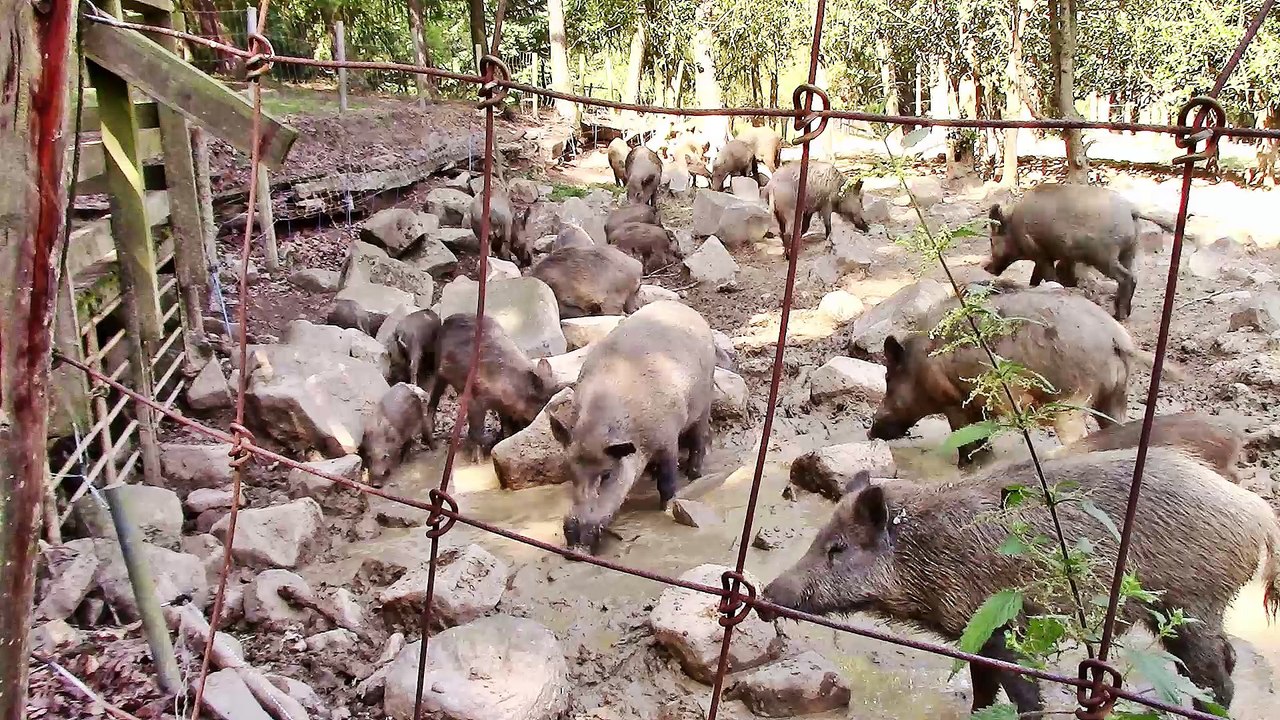 Zu Besuch im Wildpark Rolandseck – 1