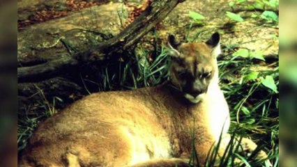 7 حيوانات منقرضة " ظهرت من المجهول" ..!