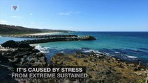 Nearly A Third Of The Great Barrier Reef Has Died