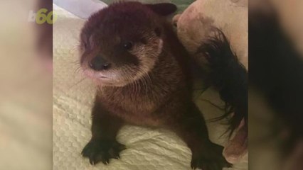 Baby Otter Rescue Will Give You All the Feels