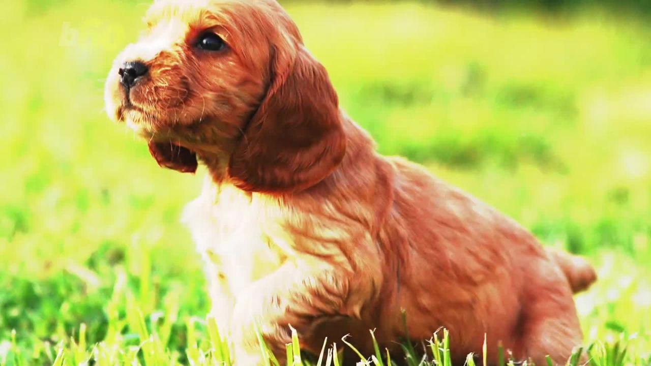 Puppy Pics Could Be The Key To Rekindling That Marital Flame