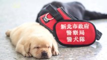 Police Puppy Recruits Pose in Adorable Photo Shoot