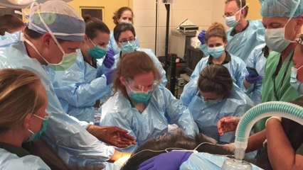 Adorable Baby Gorilla Born Safely with the Help of Huge Medical Team