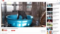 Gorilla Dancing in Kiddie Pool Takes the Internet by Storm Again!