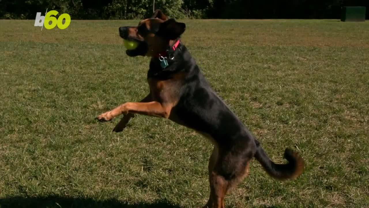 Your Dog May Be A Better Judge Of Character Than You Are