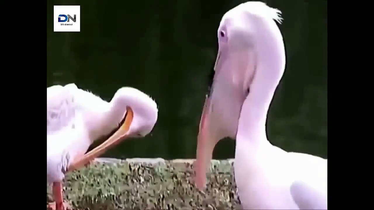How Pelican hunted Pelicans eat Animals 어떻게 펠리칸 사냥
