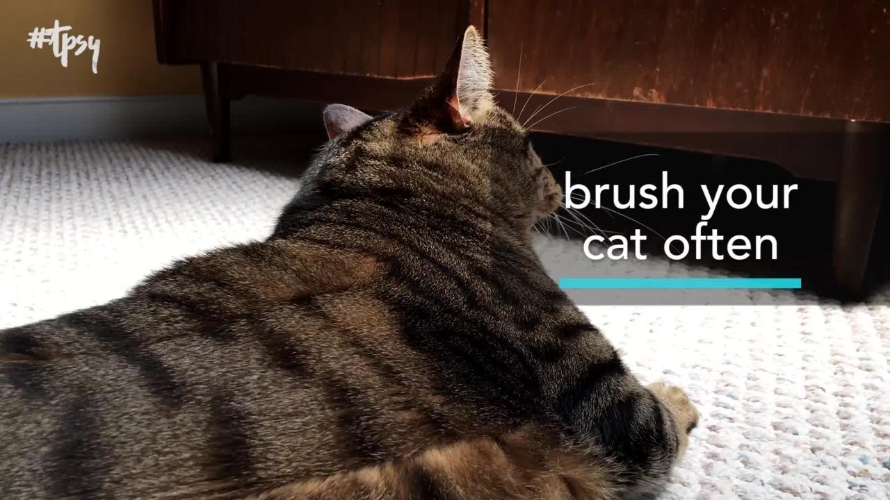Six Tips Every New Cat Owner Needs to Know