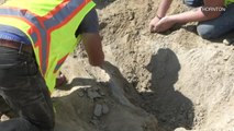 Construction Workers Discover Rare Dinosaur Bones in Denver Area
