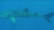Whale Shark Casually Swims Past Queensland Park Ranger