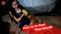 Amazing pretty girl and Puppies Dog,  Amazing Funny girl and Dog Group,