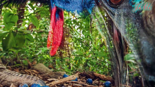 Loài chim nguy hiểm nhất thế giới