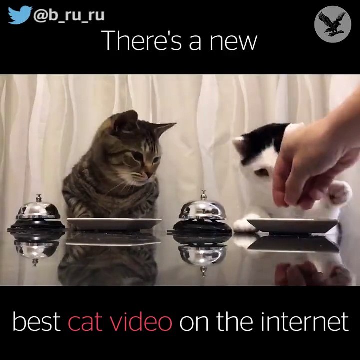 Two funny cats ringing bell for food video Dailymotion