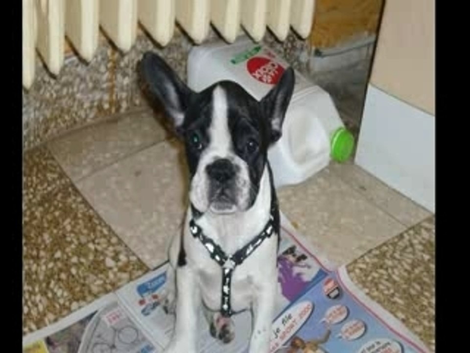 chien bouledogue francais Cassy ma chienne que j'adore