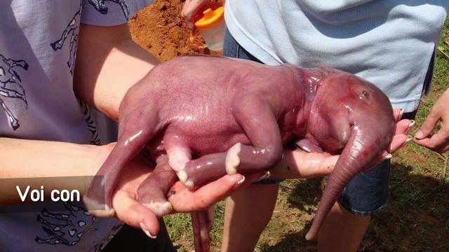 Khoảnh khắc chào đời dễ cưng hết nấc của các loài động vật