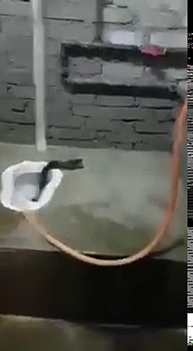 Scary....Snake Comes Out From Washroom