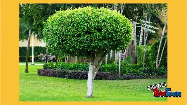 Benefits of Getting Regular Tree Care Services