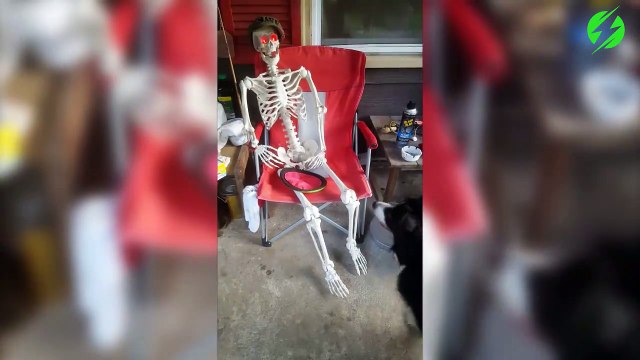 Ce chien veut jouer à la balle avec un squelette d'Halloween... Va chercher!