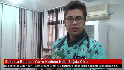 Sokakta Bulunan Yavru Kedinin Kalbi Sagda Cikti Dailymotion Video