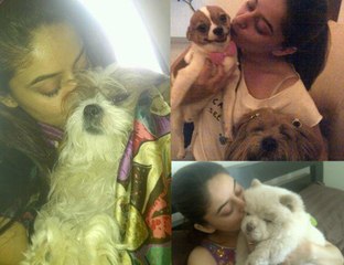 Good News Came For Pets Owners In Pakistan