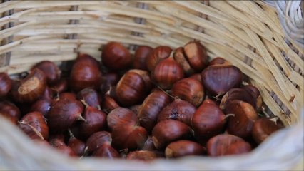 هذا الصباح- شتاء إسبانيا بلا كستناء بفعل وباء نباتي